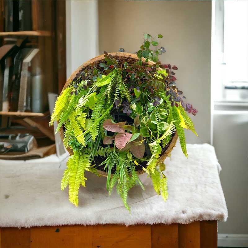 Wall hanging planter with live plants by Wild Roots Gifting – stylish vertical garden decor for homes and offices in Delhi NCR and Dehradun