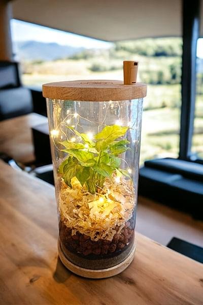 Glass jar terrarium with live plants by Wild Roots Gifting – eco-friendly indoor garden decor for Delhi NCR and Dehradun homes and offices
