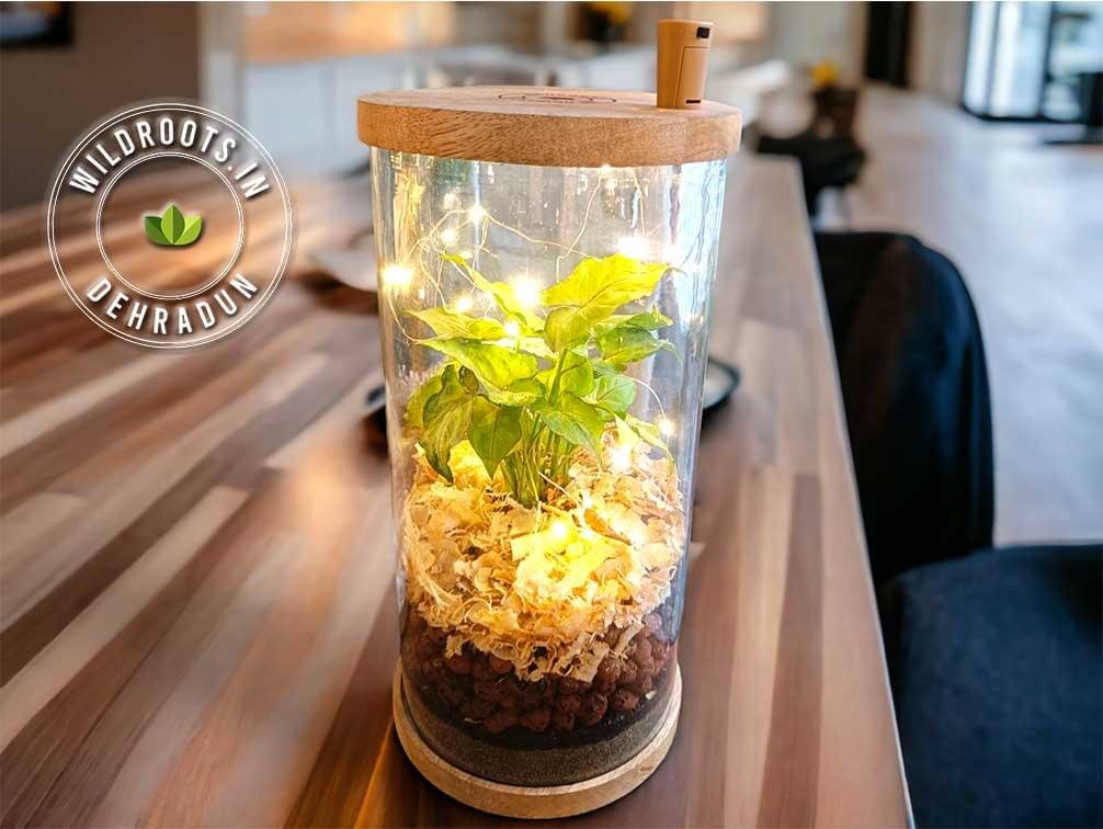 Glass jar terrarium with live plants by Wild Roots Gifting – eco-friendly indoor garden decor for Delhi NCR and Dehradun homes and offices