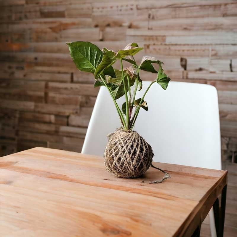 Kokedama moss ball plant by Wild Roots Gifting – natural air-purifying green decor for homes and offices in Delhi NCR and Dehradun