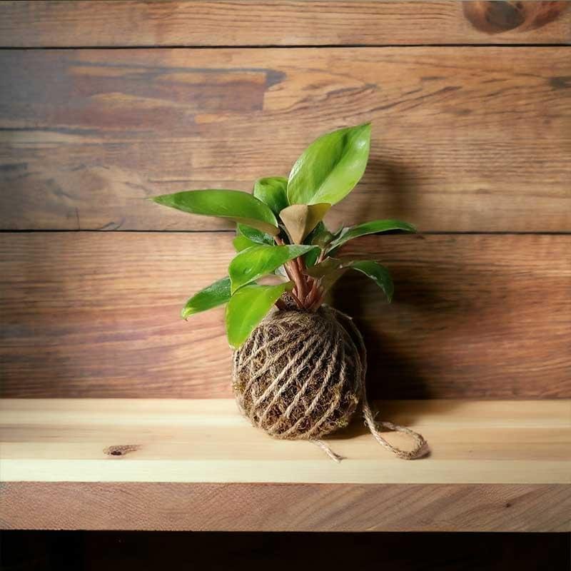 Kokedama moss ball plant by Wild Roots Gifting – natural air-purifying green decor for homes and offices in Delhi NCR and Dehradun