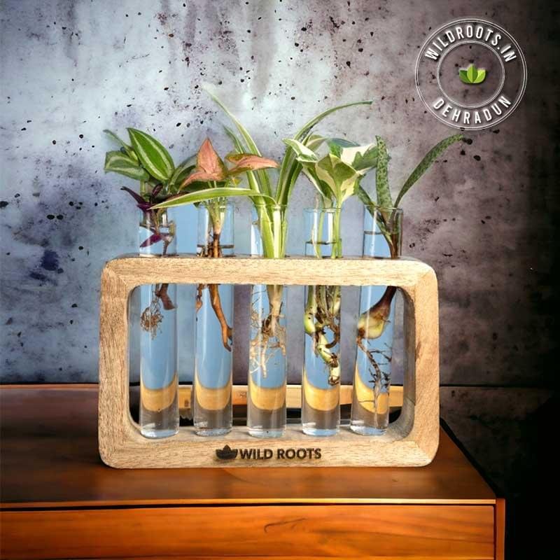 Test tube planter with live plant on handcrafted wooden stand by Wild Roots Gifting – eco-friendly indoor decor in Delhi NCR and Dehradun