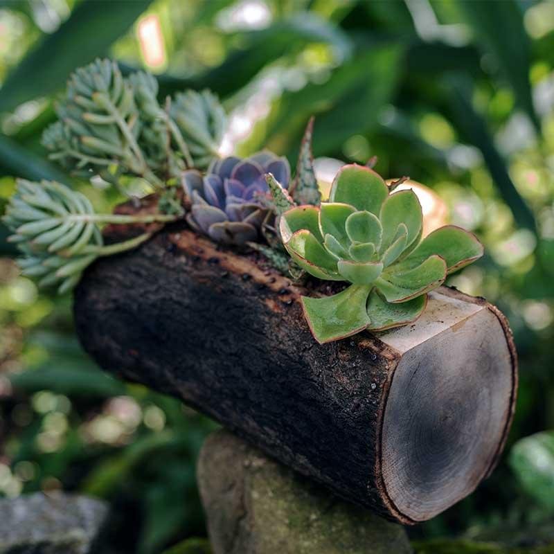 Succulents grown on rustic wooden log planter with Wild Roots Gifting logo – handcrafted eco-friendly decor in Delhi NCR and Dehradun