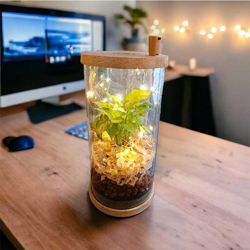 Glass jar terrarium with live plants by Wild Roots Gifting – eco-friendly indoor garden decor for Delhi NCR and Dehradun homes and offices