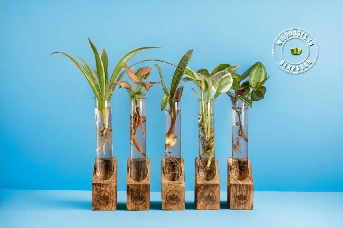 Test tube planter with live plants on handcrafted wooden stand by Wild Roots Gifting – eco-friendly indoor decor in Delhi NCR and Dehradun