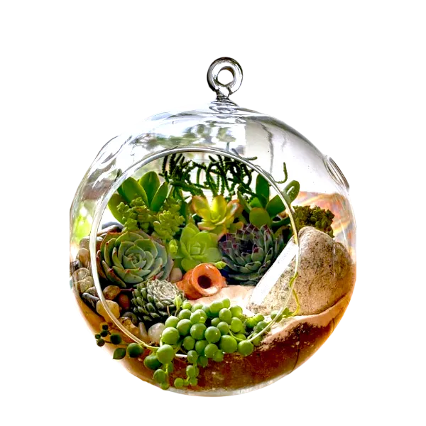 buy hanging globe terrarium online from gifting.wildroots.in