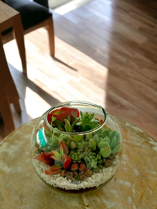 6 inch fish bowl terrarium by wild roots for home decor and gifting