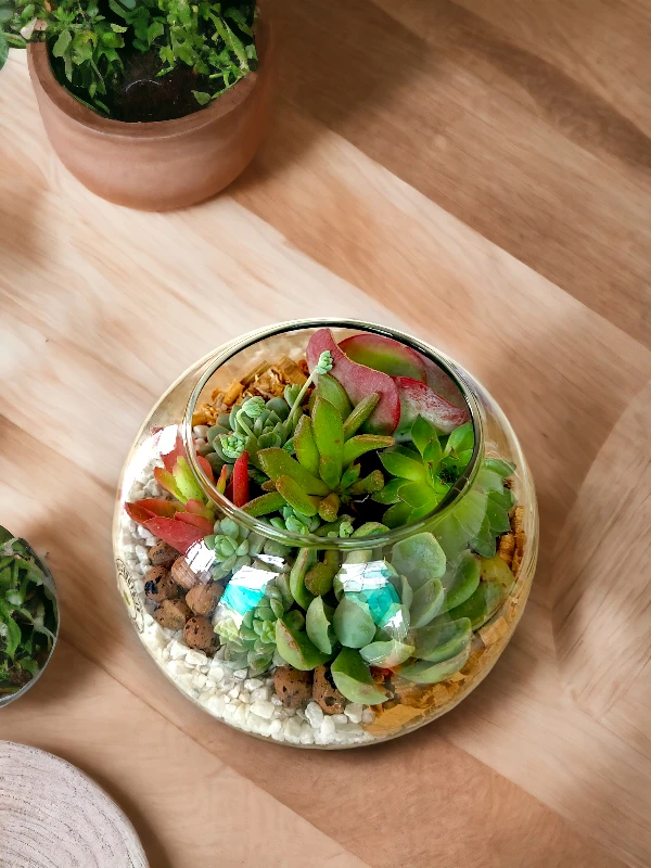 6 inch fish bowl terrarium by wild roots for home decor and gifting