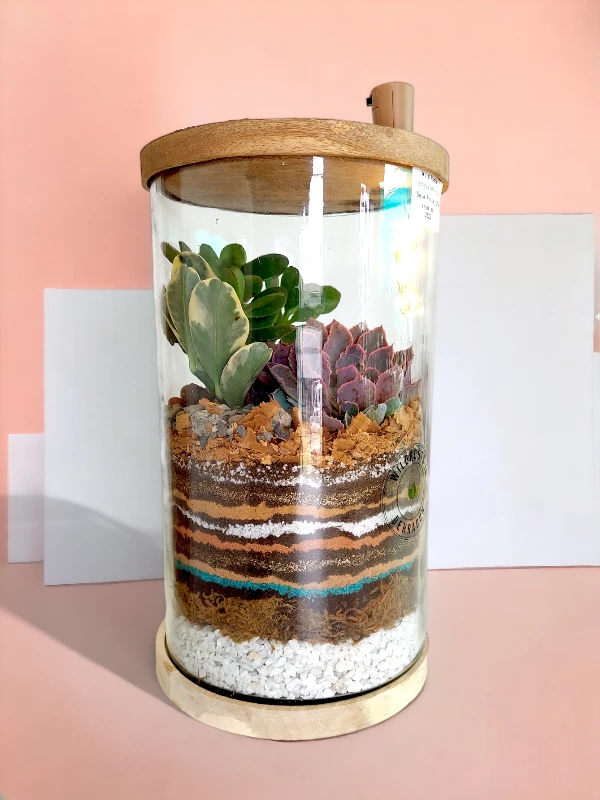 6x10 inch desktop cylindrical terrarium for gifting and home decor
