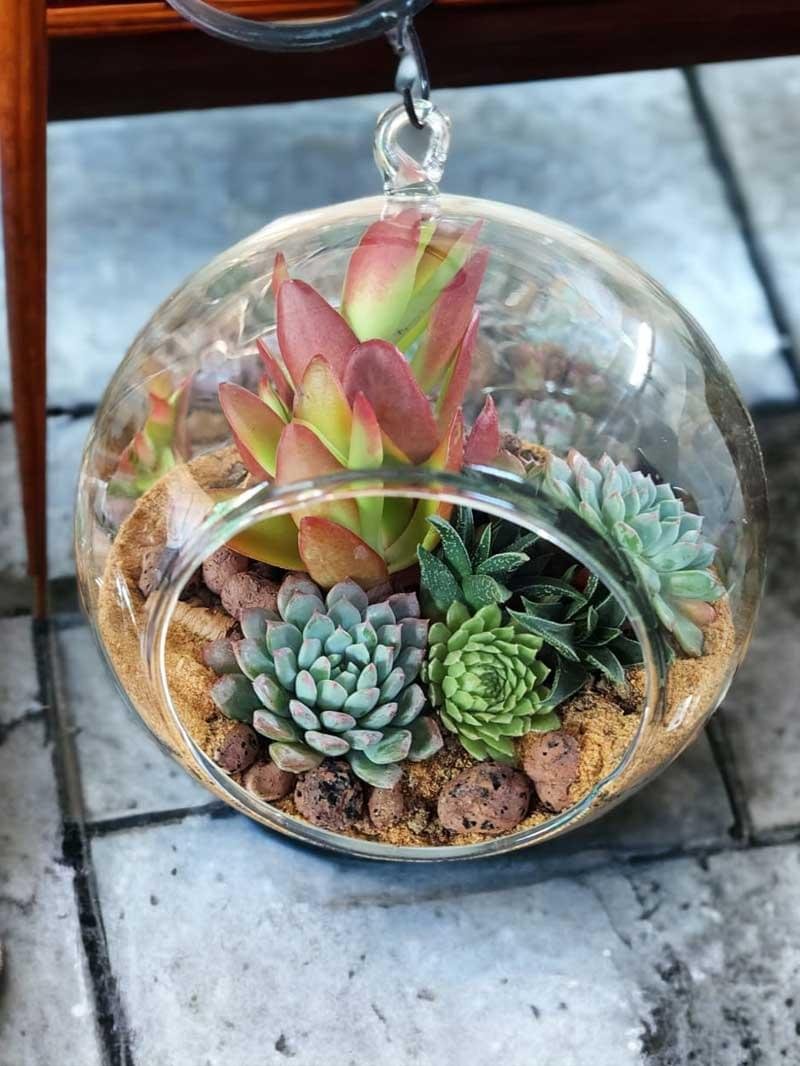 buy hanging globe terrarium online from gifting.wildroots.in
