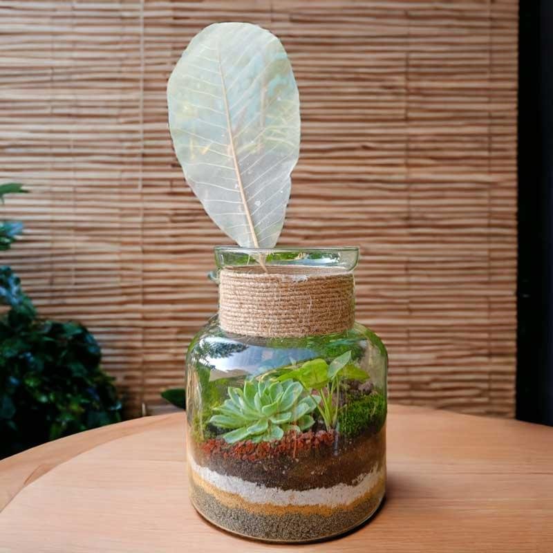 Jar Shaped Terrarium with Succulents for Home and Office Decor
