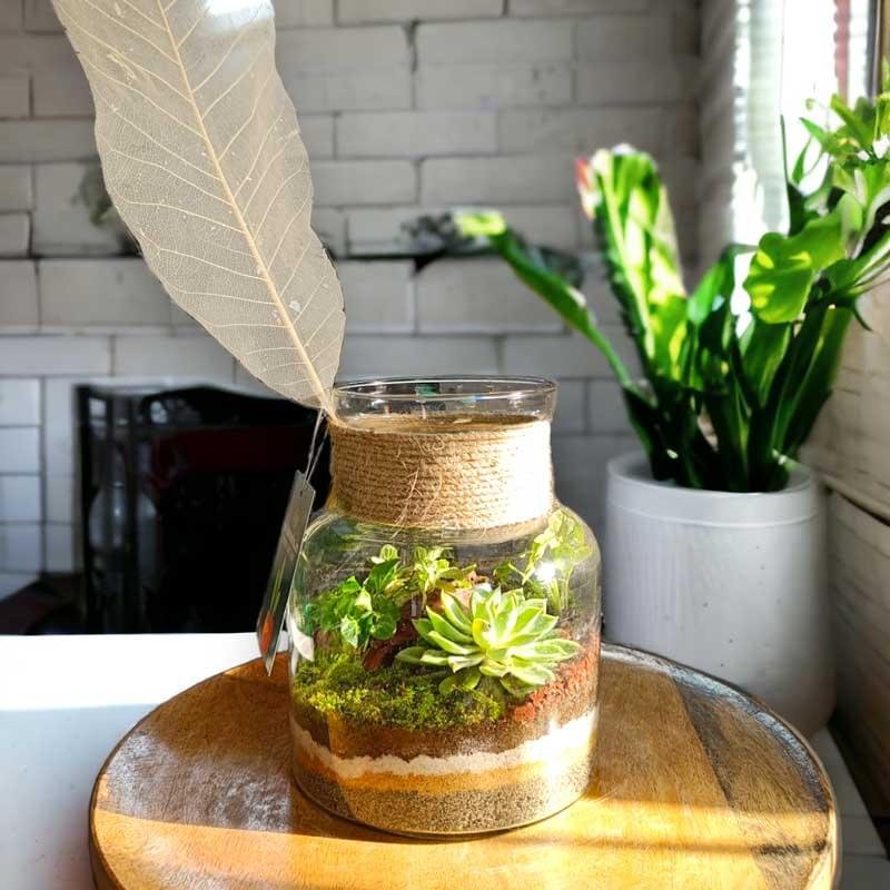 Jar Shaped Terrarium with Succulents for Home and Office Decor