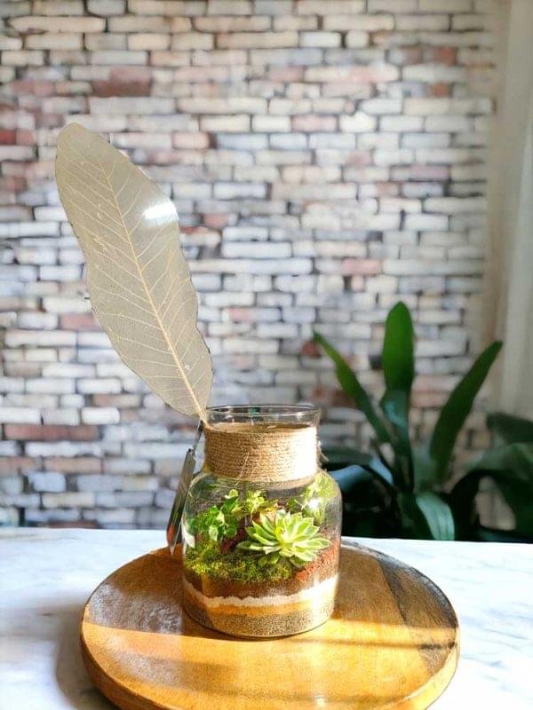 Jar Shaped Terrarium with Succulents for Home and Office Decor