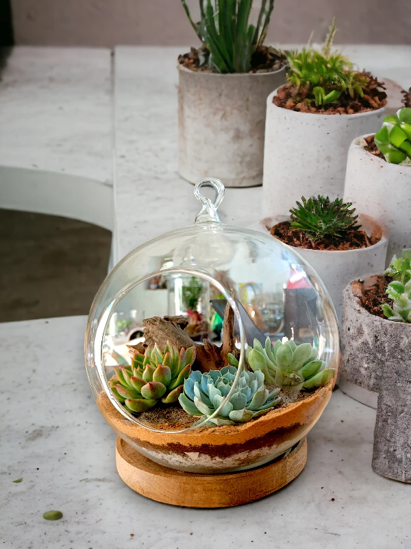 buy hanging globe terrarium online from gifting.wildroots.in