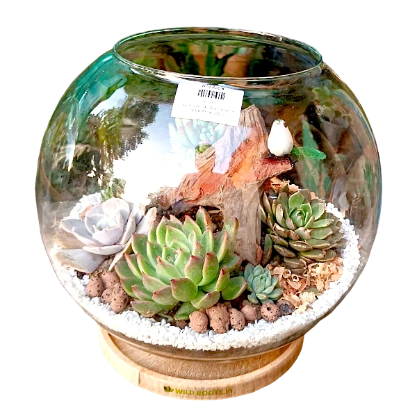 Fish bowl terrarium with succulents by Wild Roots Gifting – elegant glass planter for indoor decoration in Delhi NCR and Dehradun