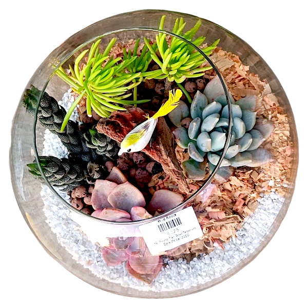 Fish bowl terrarium with succulents by Wild Roots Gifting – elegant glass planter for indoor decoration in Delhi NCR and Dehradun