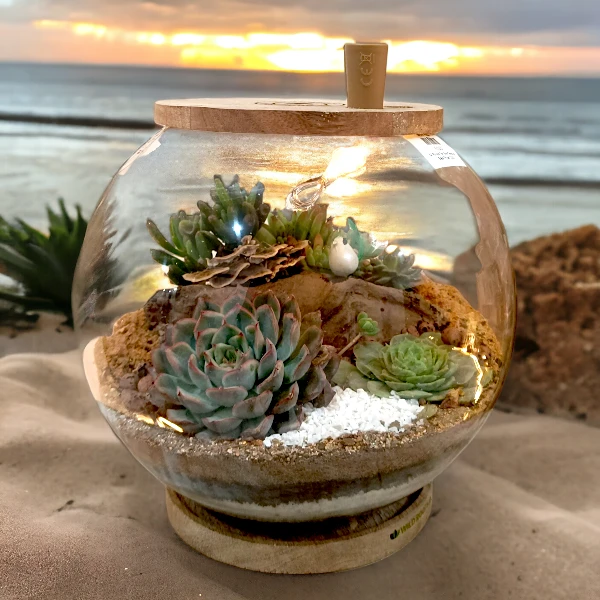 Fish bowl terrarium with succulents by Wild Roots Gifting – elegant glass planter for indoor decoration in Delhi NCR and Dehradun