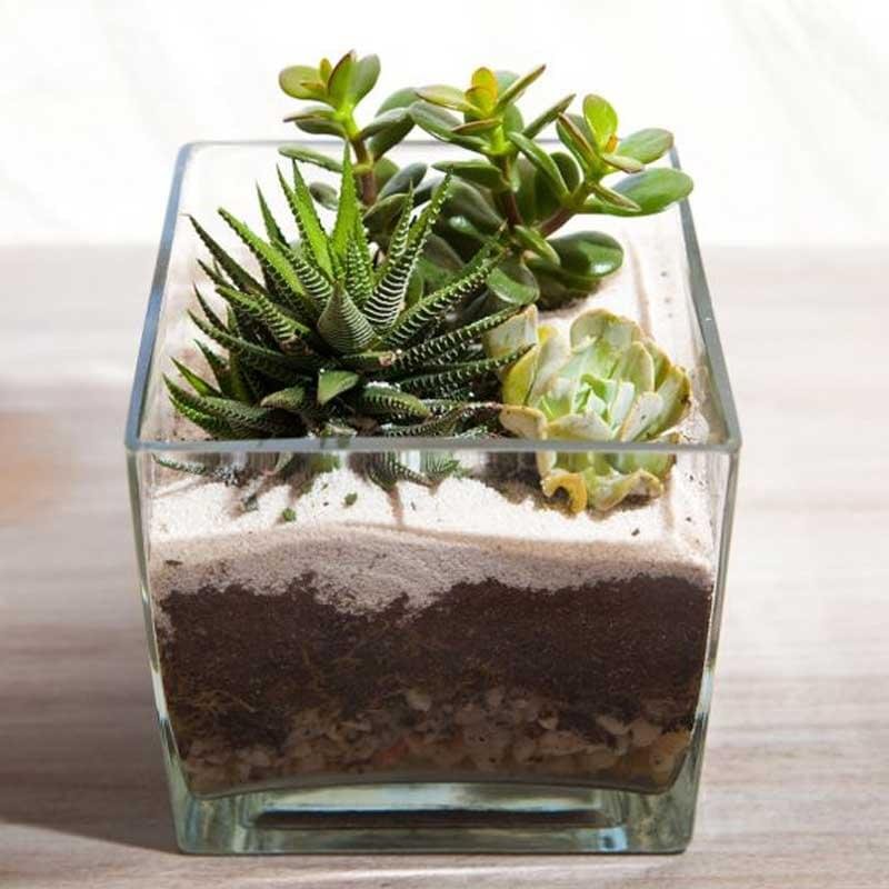 Small cube glass terrarium with live plants by Wild Roots Gifting – compact indoor garden decor for Delhi NCR and Dehradun homes and offices