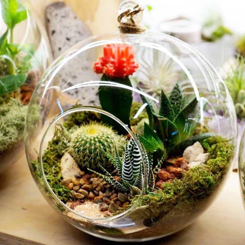 6" Round Hanging Terrarium