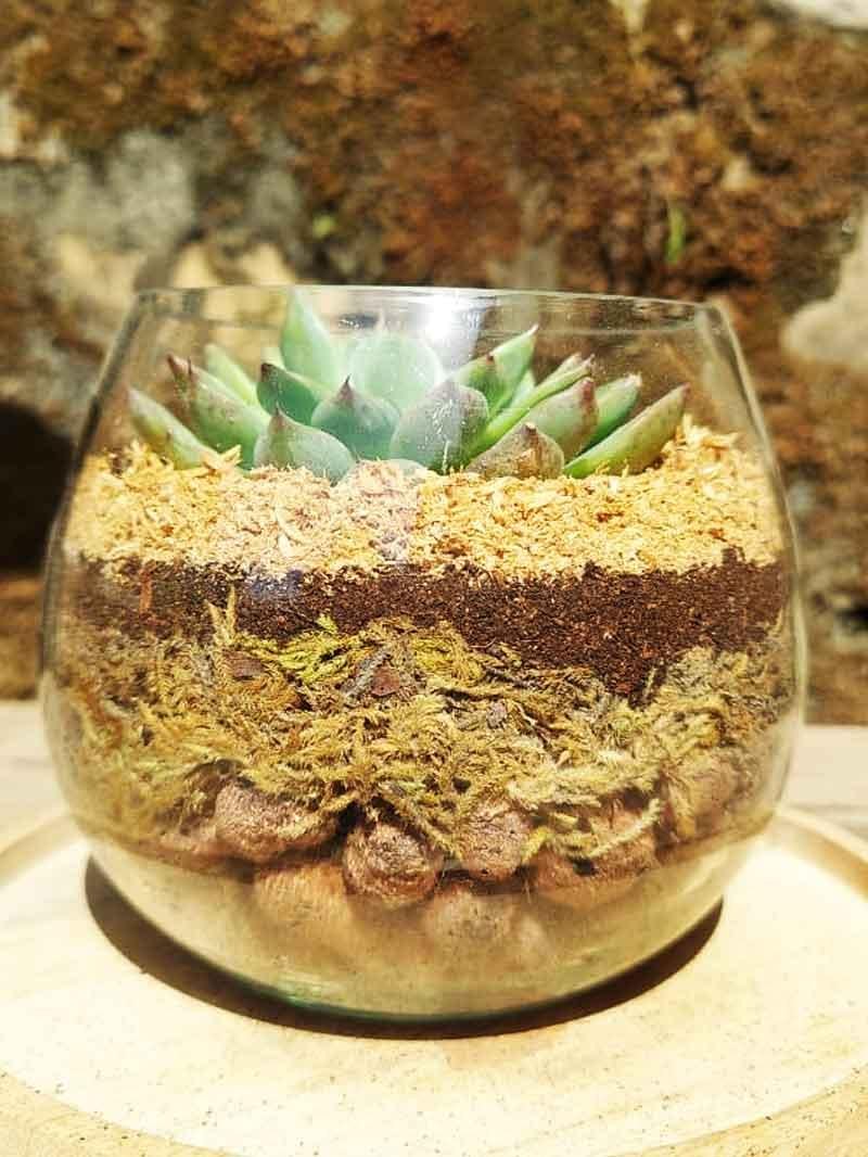 Succulent Bowl Arrangement (4 INCH)