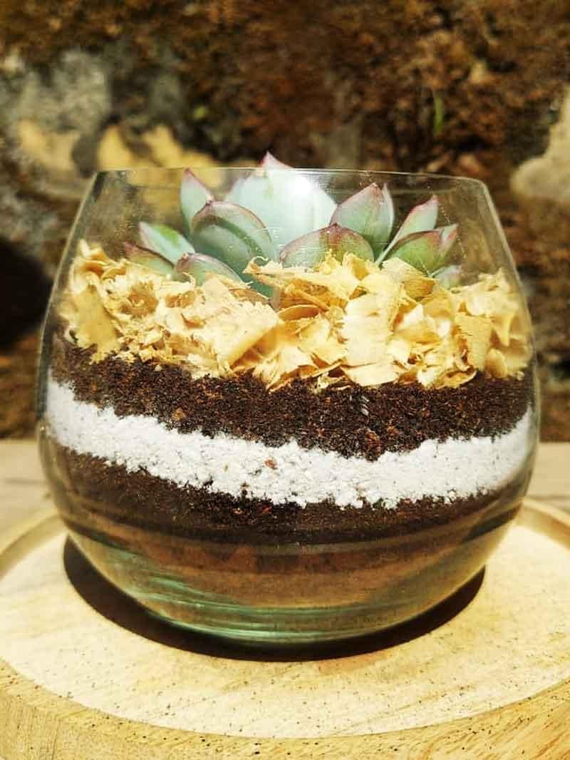 Succulent Bowl Arrangement (4 INCH)