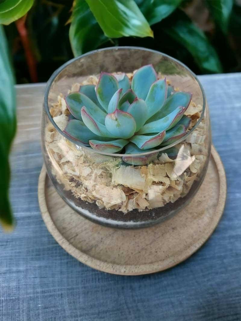 Succulent Bowl Arrangement (4 INCH)