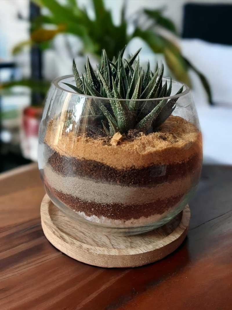 Succulent Bowl Arrangement (4 INCH)