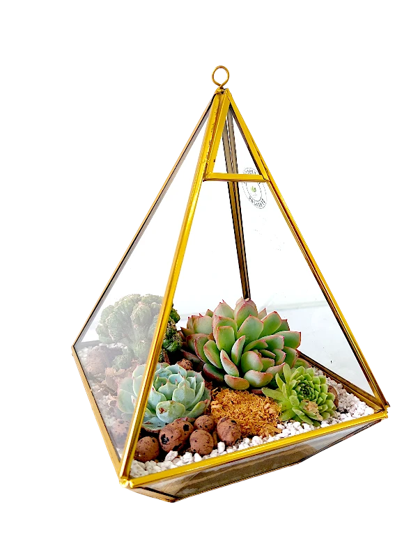 Pyramid shaped Glass Terrarium- Desktop and Hanging Terrarium