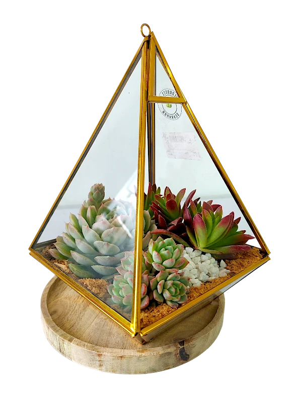 Pyramid shaped Glass Terrarium- Desktop and Hanging Terrarium