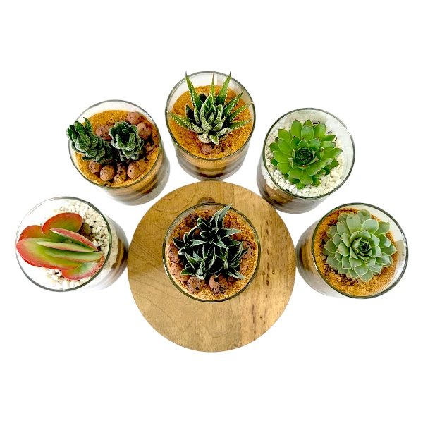 3"X 3" Cylindrical glass Terrarium ( Set of 2)