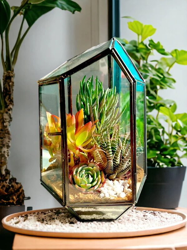 Pentagon Glass Terrarium for Gifting