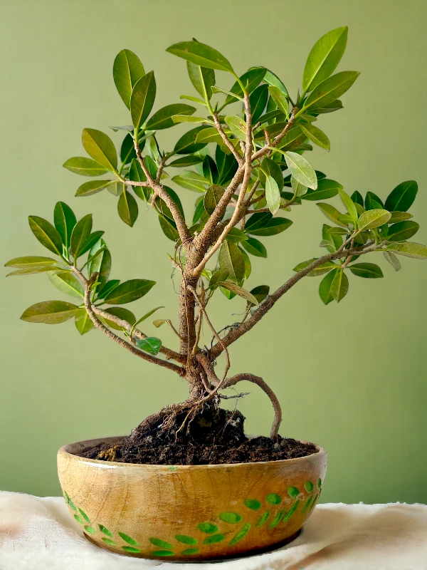 Ficus bonsai plant in hand-carved wooden bowl by Wild Roots Gifting – elegant indoor plant for decor and gifting in Delhi NCR and Dehradun