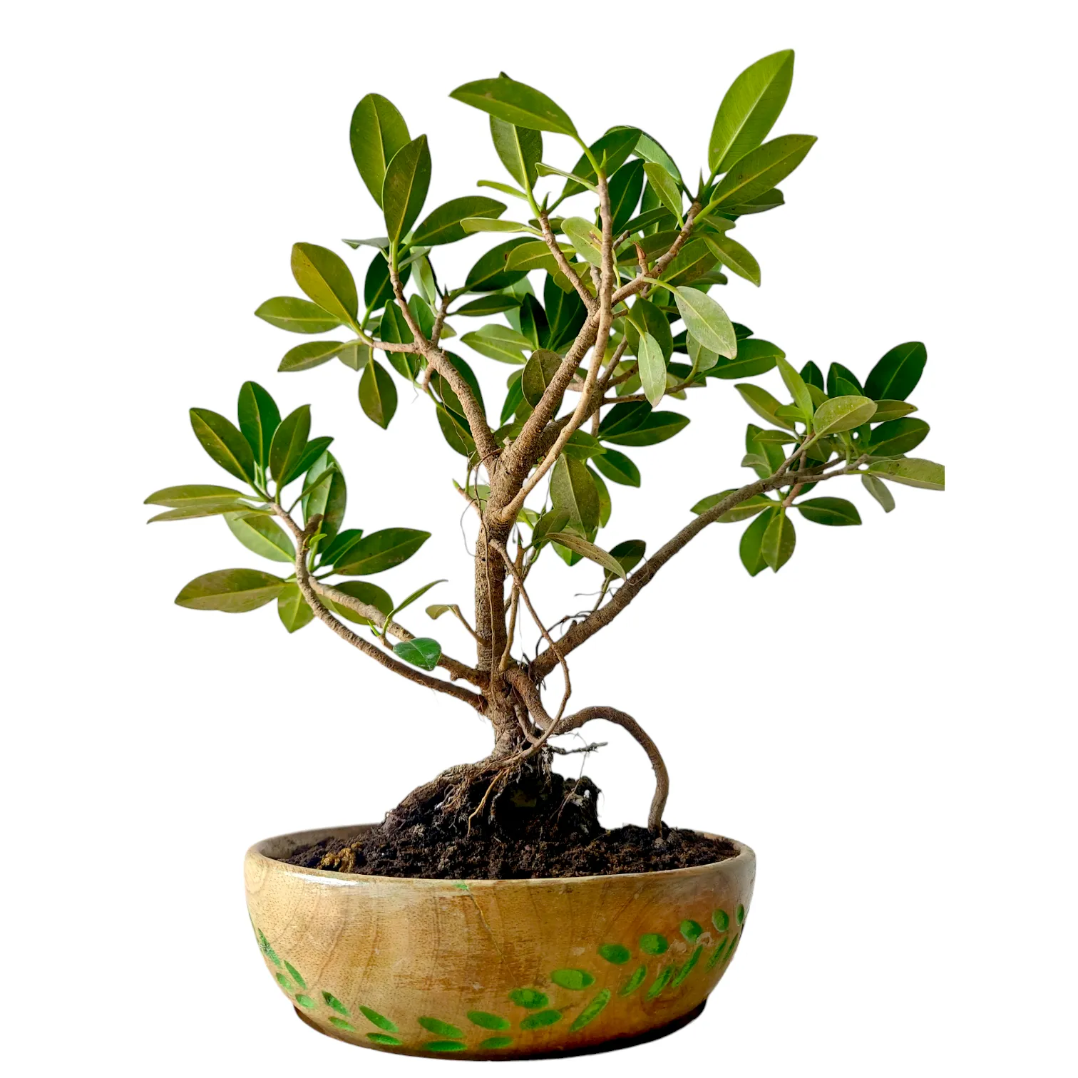 Bonsai tree planted in a handcrafted wooden bowl by Wild Roots Gifting – elegant indoor bonsai decor for Delhi NCR and Dehradun homes and offices
