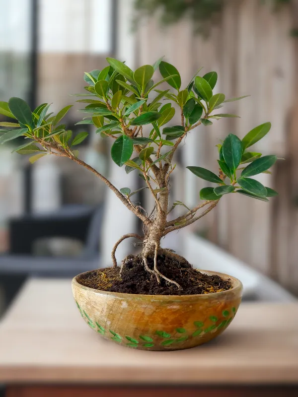 Bonsai tree planted in a handcrafted wooden bowl by Wild Roots Gifting – elegant indoor bonsai decor for Delhi NCR and Dehradun homes and offices