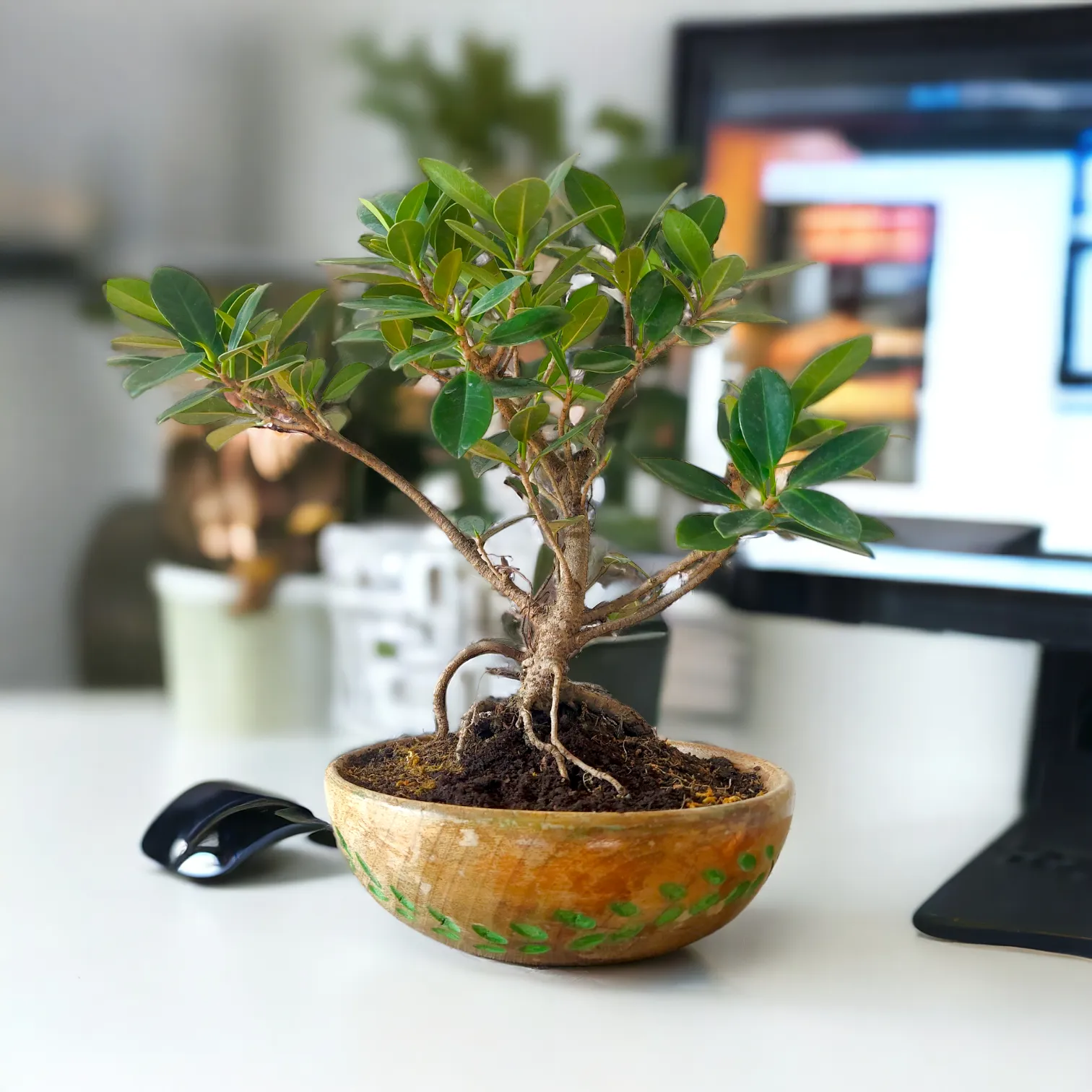Bonsai tree planted in a handcrafted wooden bowl by Wild Roots Gifting – elegant indoor bonsai decor for Delhi NCR and Dehradun homes and offices