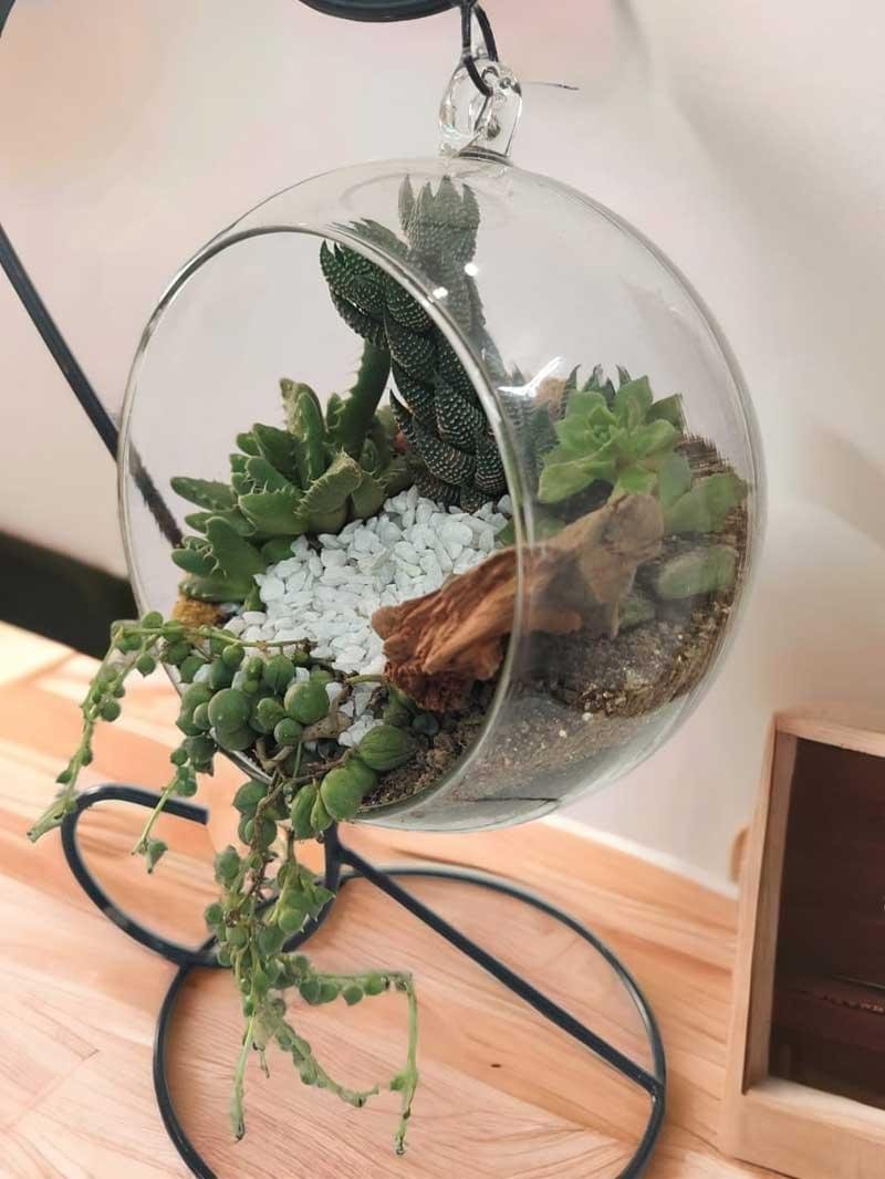 Hanging glass terrarium with metal stand and live plants by Wild Roots Gifting – modern indoor hanging planter for Delhi NCR and Dehradun homes and offices