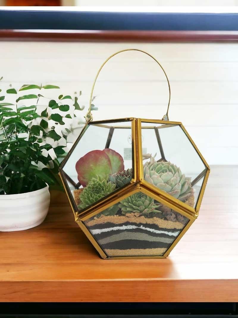 Garden lantern glass terrarium with live plants by Wild Roots Gifting – decorative indoor planter for Delhi NCR and Dehradun homes and offices