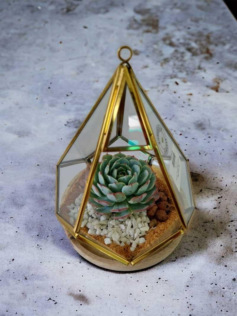 Prism glass terrarium with live plants by Wild Roots Gifting – geometric indoor planter for homes and offices in Delhi NCR and Dehradun