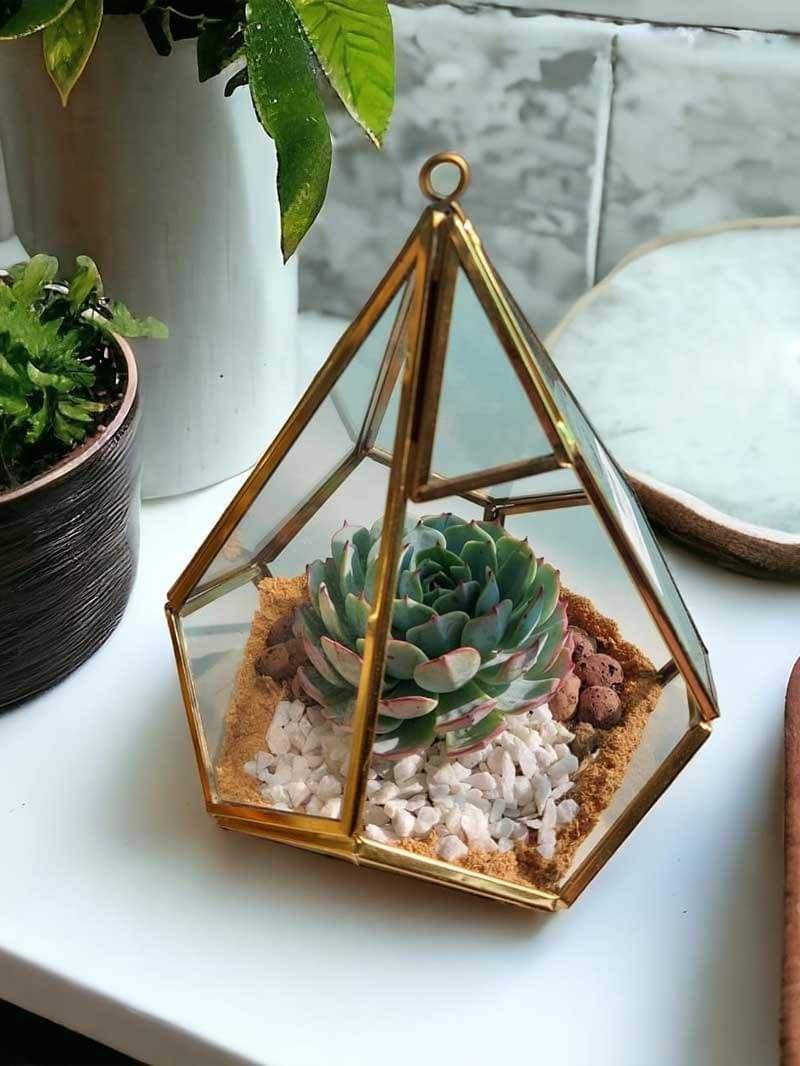 Prism glass terrarium with live plants by Wild Roots Gifting – geometric indoor planter for homes and offices in Delhi NCR and Dehradun