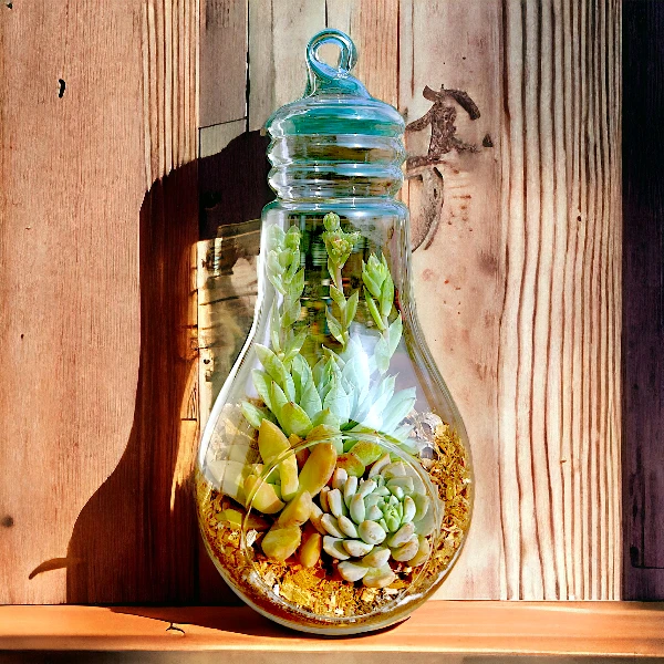 Bulb-shaped hanging glass terrarium with live succulents by Wild Roots Gifting – modern eco-friendly indoor decor in Delhi NCR and Dehradun