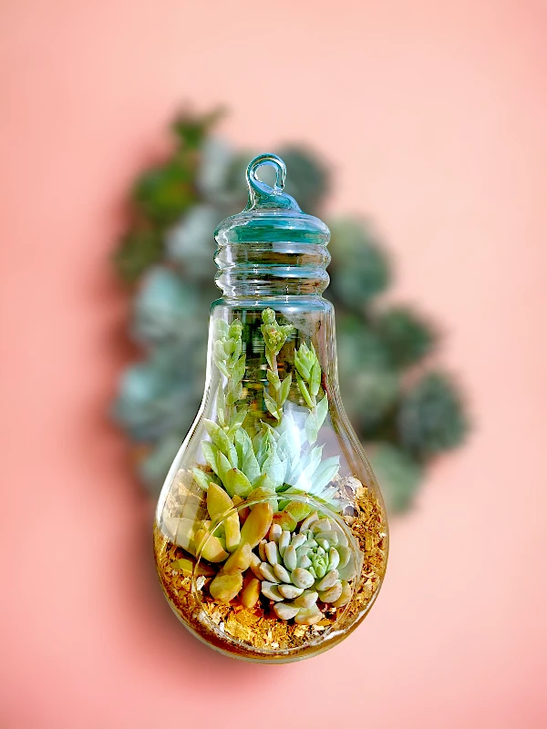 Bulb-shaped hanging glass terrarium with live succulents by Wild Roots Gifting – modern eco-friendly indoor decor in Delhi NCR and Dehradun