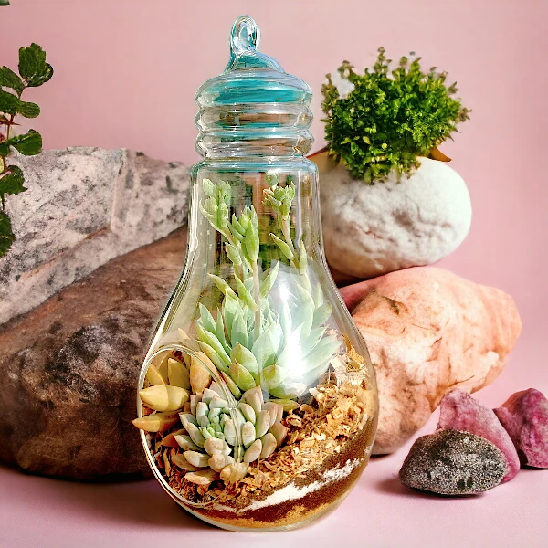 Bulb-shaped hanging glass terrarium with live succulents by Wild Roots Gifting – modern eco-friendly indoor decor in Delhi NCR and Dehradun