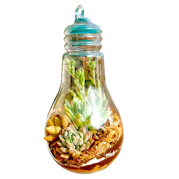 Bulb-shaped hanging glass terrarium with live succulents by Wild Roots Gifting – modern eco-friendly indoor decor in Delhi NCR and Dehradun