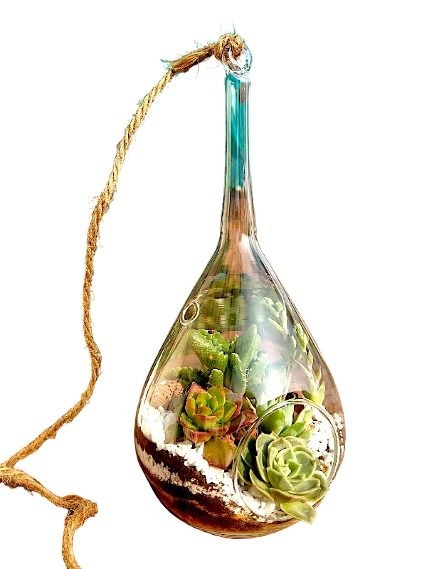 Slender neck hanging terrarium with air plants by Wildroots