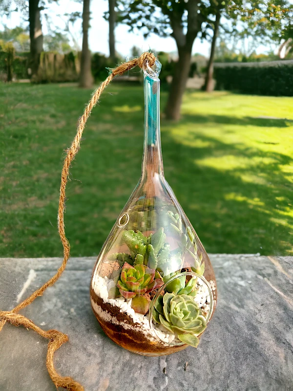 Slender neck hanging terrarium with air plants by Wildroots