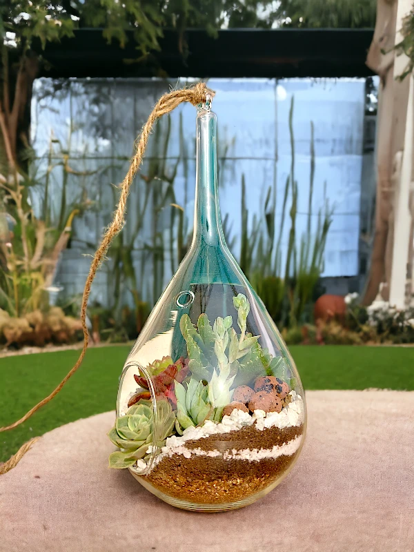 Slender neck hanging terrarium with air plants by Wildroots