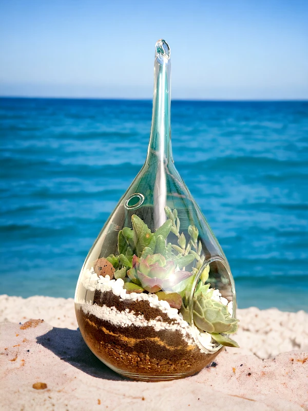 Slender neck hanging terrarium with air plants by Wildroots