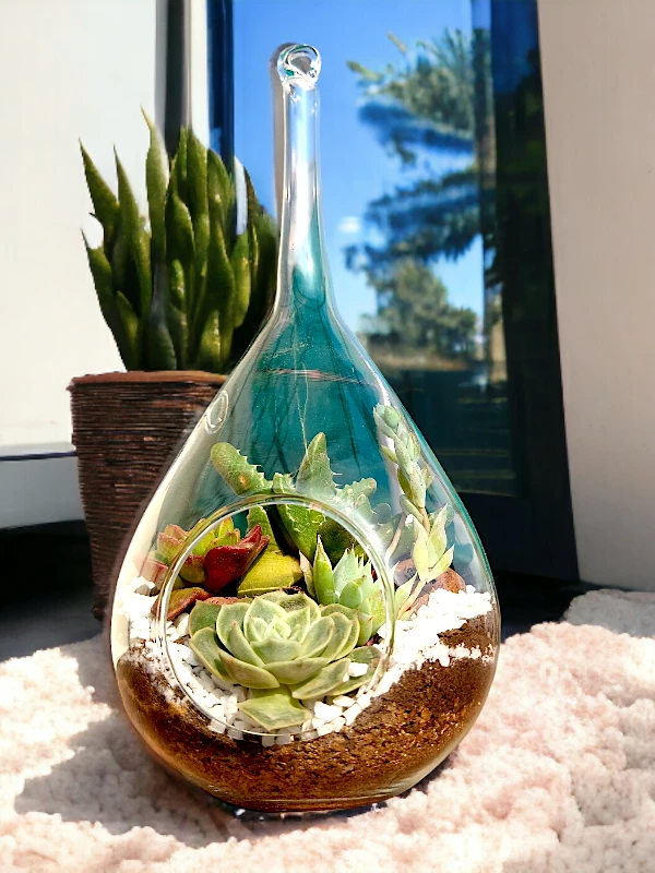 Slender neck hanging terrarium with air plants by Wildroots