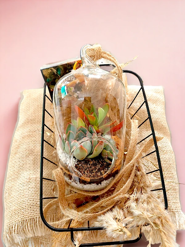 Capsule shaped terrarium by wild roots