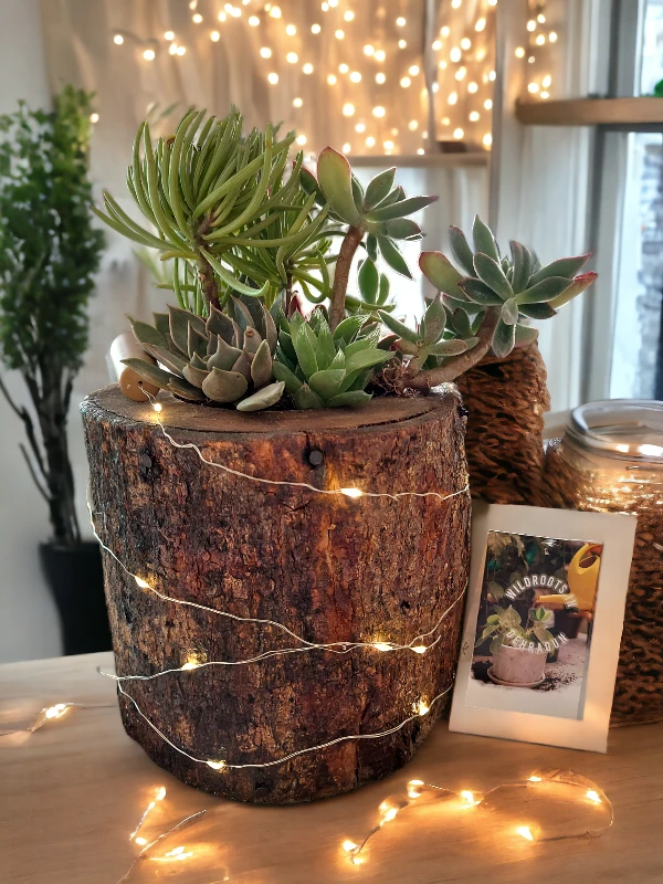 Handcrafted wooden log succulent planter with assorted live succulents by Wildroots